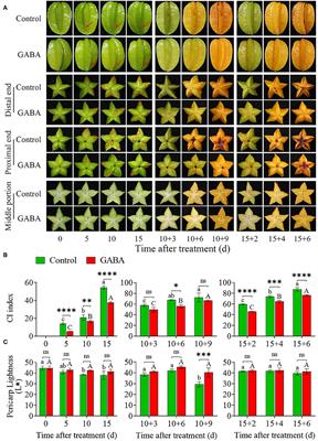 Alleviation of Postharvest Chilling Injury of Carambola Fruit by γ-aminobutyric Acid: Physiological, Biochemical, and Structural Characterization